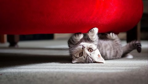 Кошка, полосатая, морда, ложась, игривая