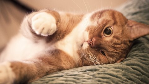 Кошка, лицо, подмигивание, цвет