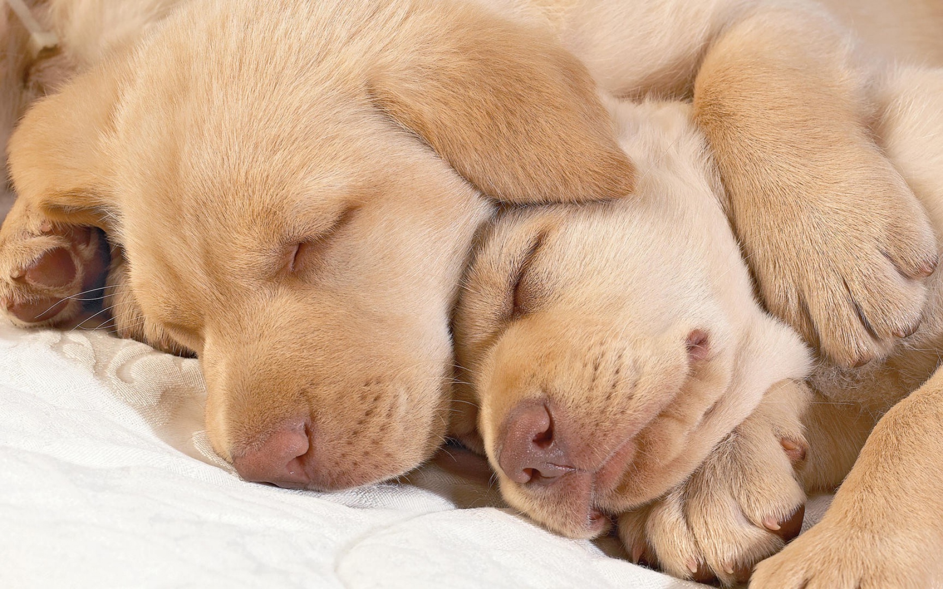 Картинка любимые спят. Спящие щенки. Спокойной ночи сладких снов. Спокойно ночи сладких снов.