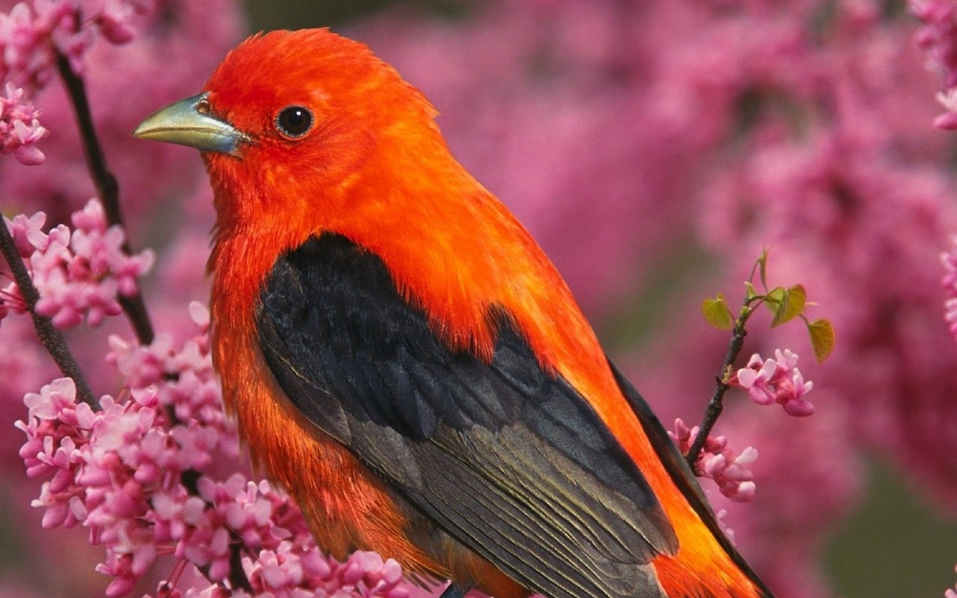 Птицы с красивым оперением. Красная танагра птица. Рыжая танагра. Алая танагра. Танагра оранжевая.