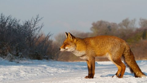 Лиса, снег,