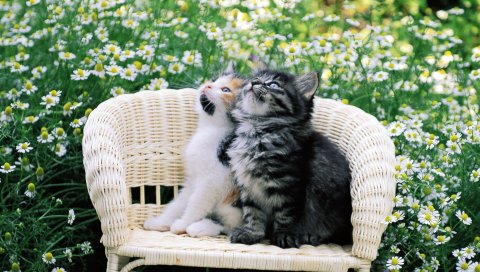 Котята, пара, стул, ромашка, ожидание, дорогая