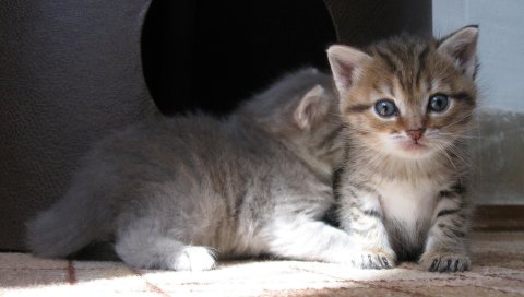 Котята, дети, пара, сидеть, тень