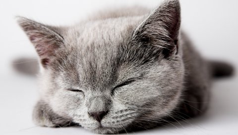 Котенок, сон, морда, ребенок