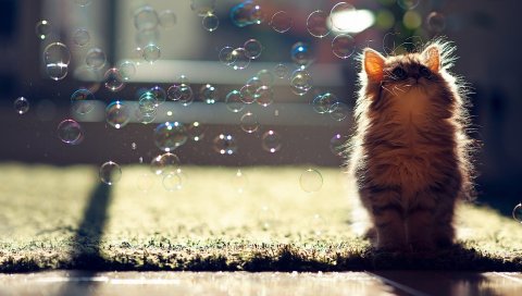 Котенок, пузыри, пушистые, блики,
