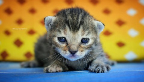 Котенок, ребенок, фон, беззащитный