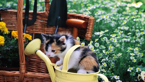 Котенок, лейка, пятнистый, сидящий, малыша