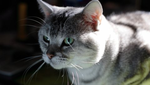 Кошка, лицо, усы,