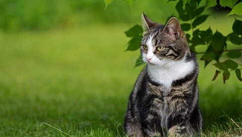 Кошка, трава,