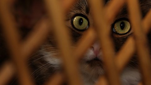 Кошка, морда, сетка, глаза, удивление