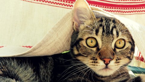 Кошка, морда, покрывало, подглядывание