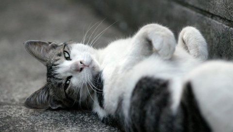 Кошка, асфальт, ложась, пятнистый, черный белый
