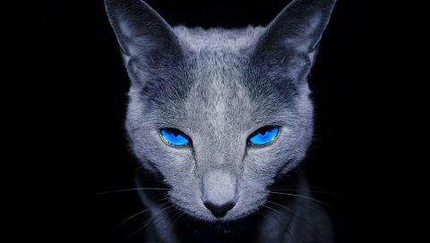 Кошка, голубоглазый,