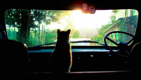 Кошка, автомобиль, стекло, солнечный свет