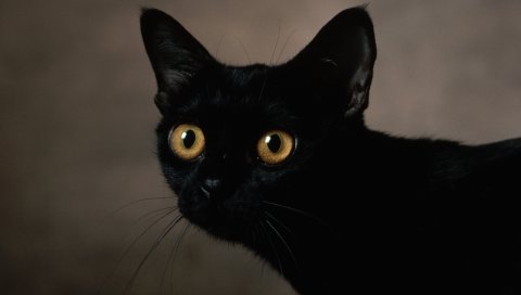 Кошка, темные, глаза, лицо