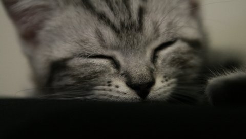 Котенок, морда, сон, черный белый, полосатый