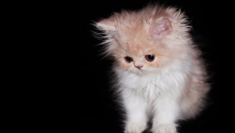Кошка, пушистая, любопытная, милая