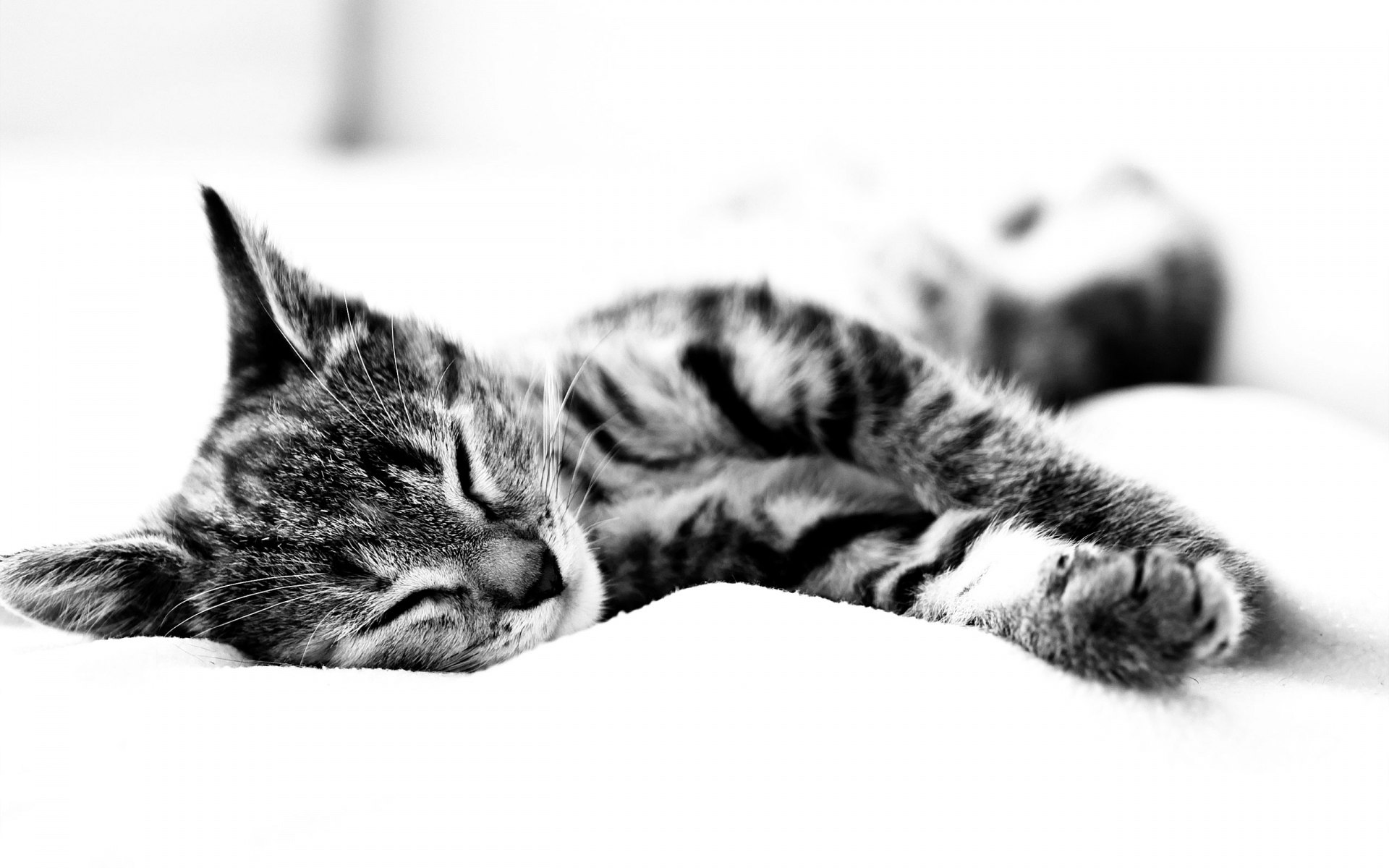 Картинки Кошка, ложь, одеяло, сон, черный белый фото и обои на рабочий стол