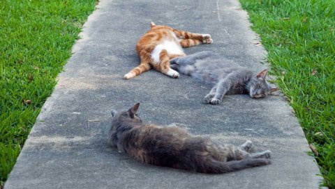 Кошки, трава, лежа, дорога, три, отдых
