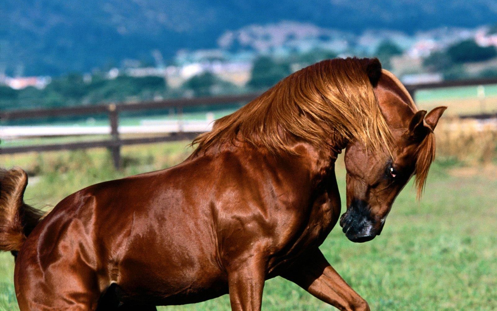 Светло коричневая лошадь