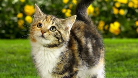 Кошка, полосатый, трава, лицо, милый