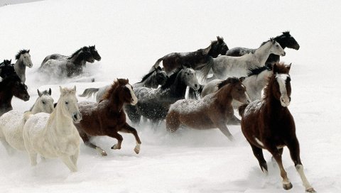 Лошадь, стадо, бег, снег