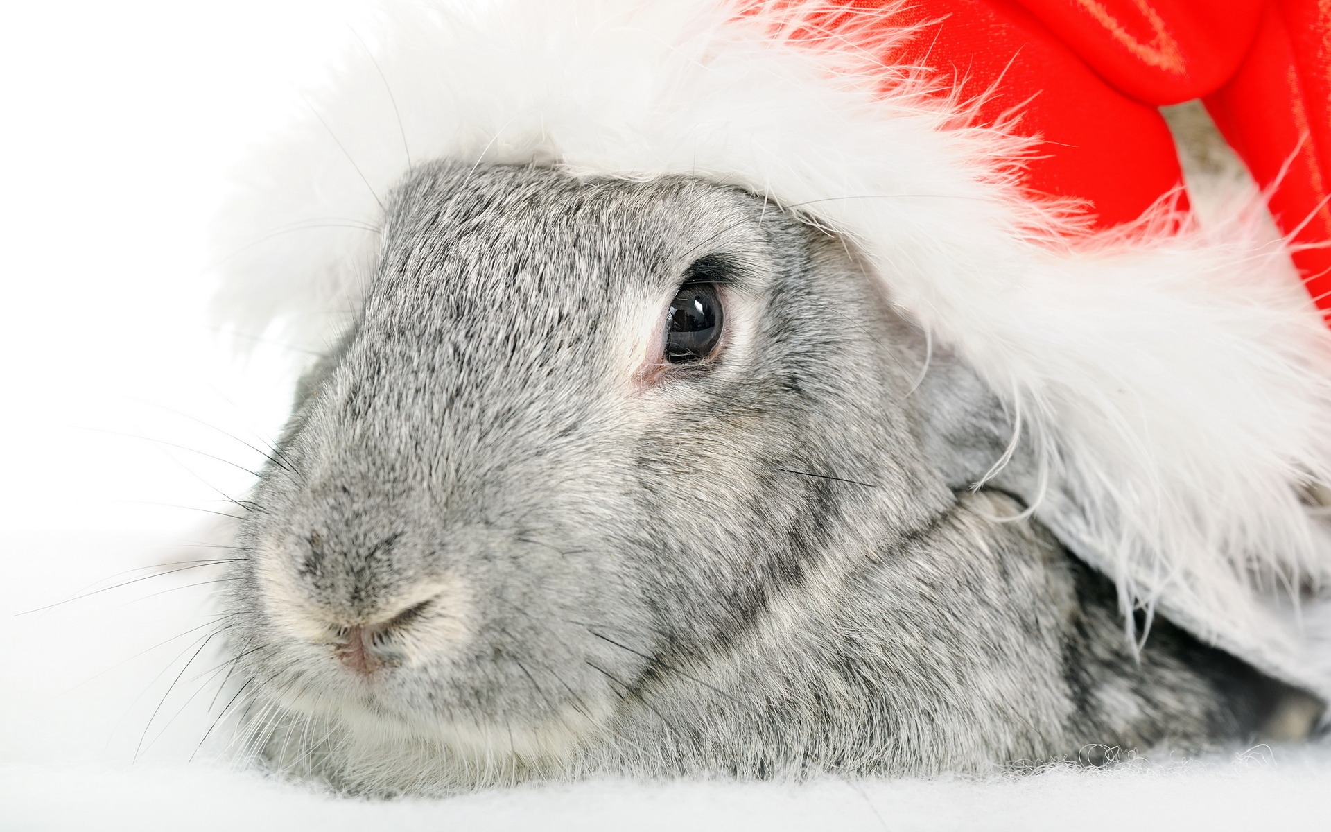 Картинки Кролик, шляпа Санта-Клауса, праздник, морда, глаза, нос фото и обои на рабочий стол