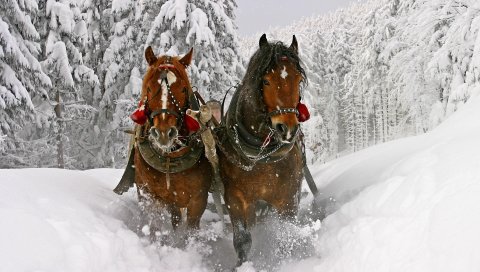 Лошадь, снег, сани, санки