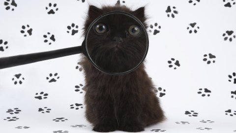 Котенок, ребенок, пушистый, увеличительное стекло