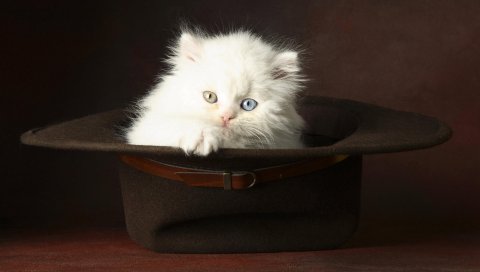 Кошка, шляпа, легкая, пушистая