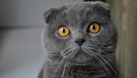 Кошка, лицо, глаза, обаятельная