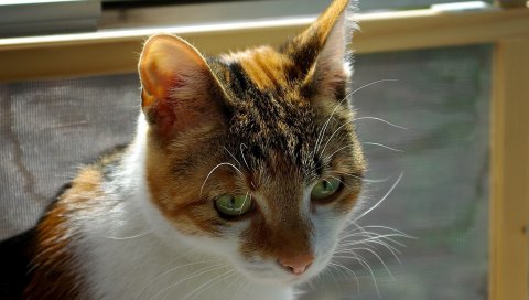 Кошка, лицо, глаза, пятнистый, усы, тень
