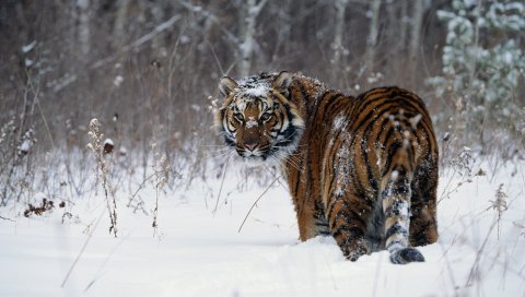 Тигр, зима, снег, прогулка