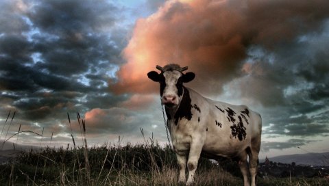 Корова, поле, облачно, трава