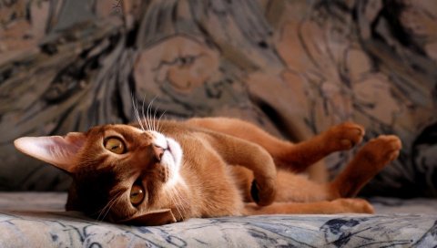Кошка, молодая, ложь, отдых