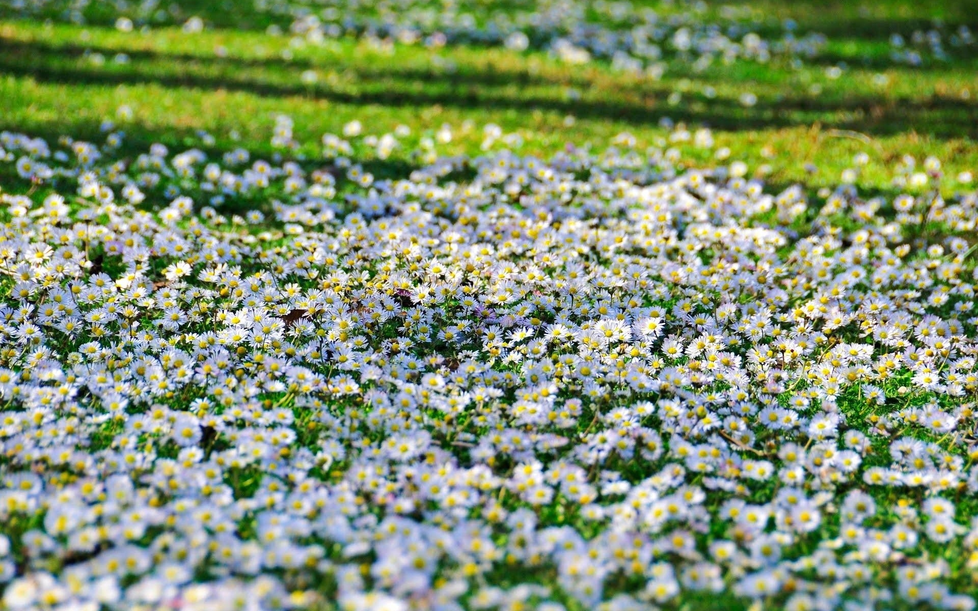 Картинки Ромашки, цветы, поля, зеленый, солнечный, резкий фото и обои на рабочий стол