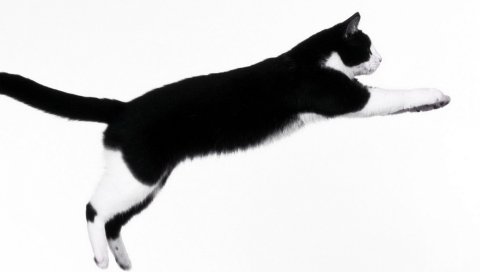 Кошка, темнота, прыжок, импровизация