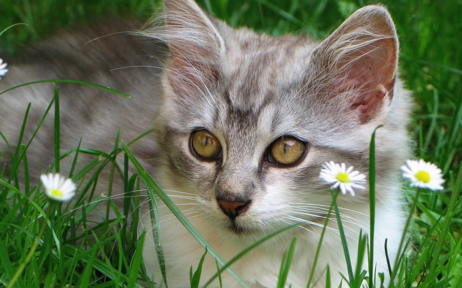 Ромашковая кошка. Красивые кошки. Кошка лето. Трава для кошек. Обои кошки.