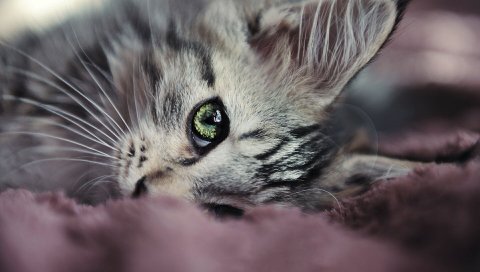 Котенок, лицо, глаза, милые,