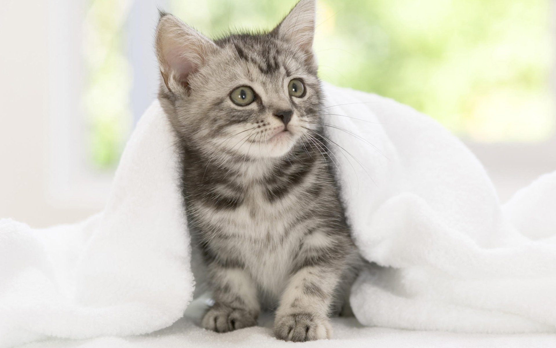 Картинки Котенок, одеяло, фото и обои на рабочий стол