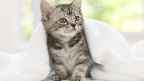 Котенок, одеяло,