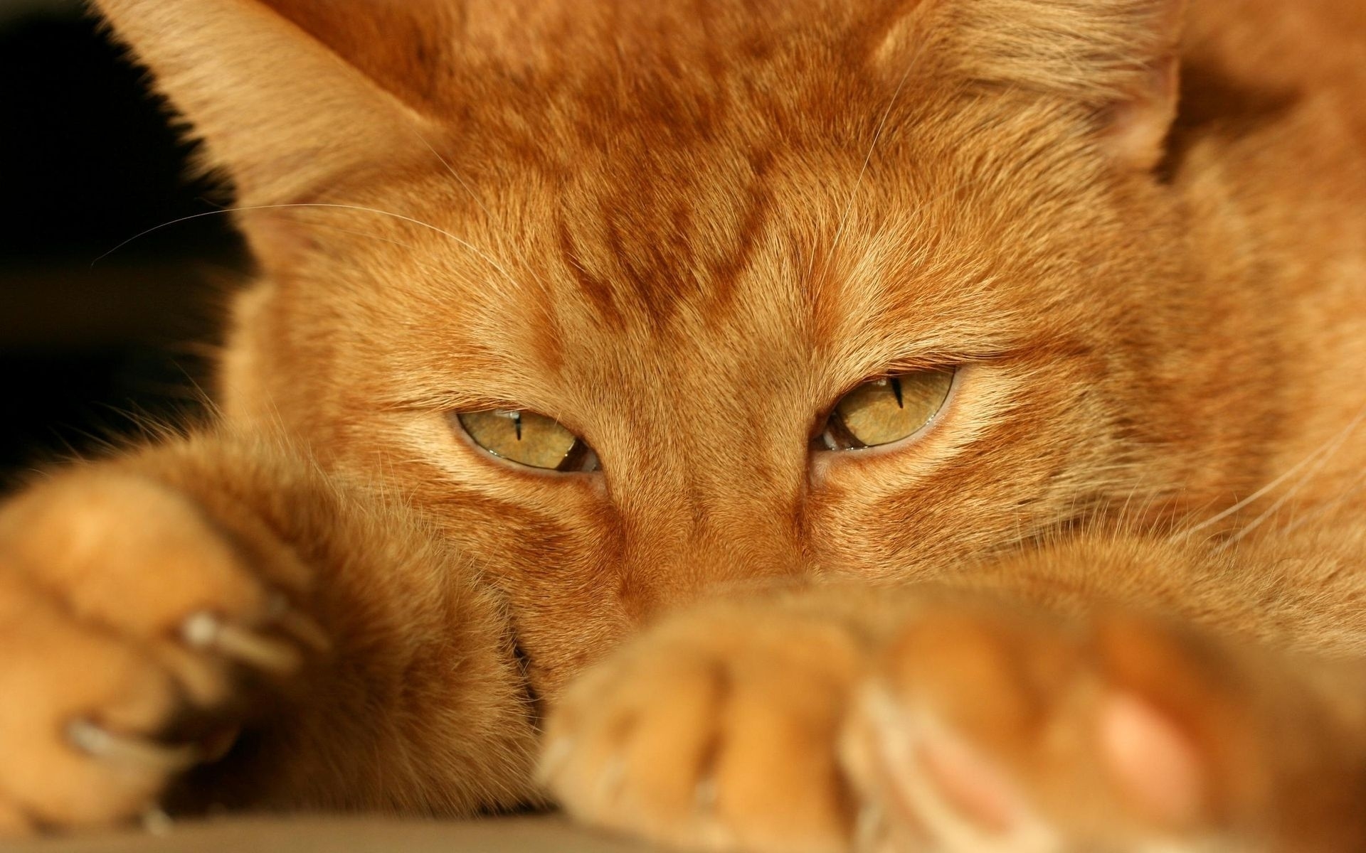 Картинки Лицо кошки, усталость, ноги, глаза фото и обои на рабочий стол
