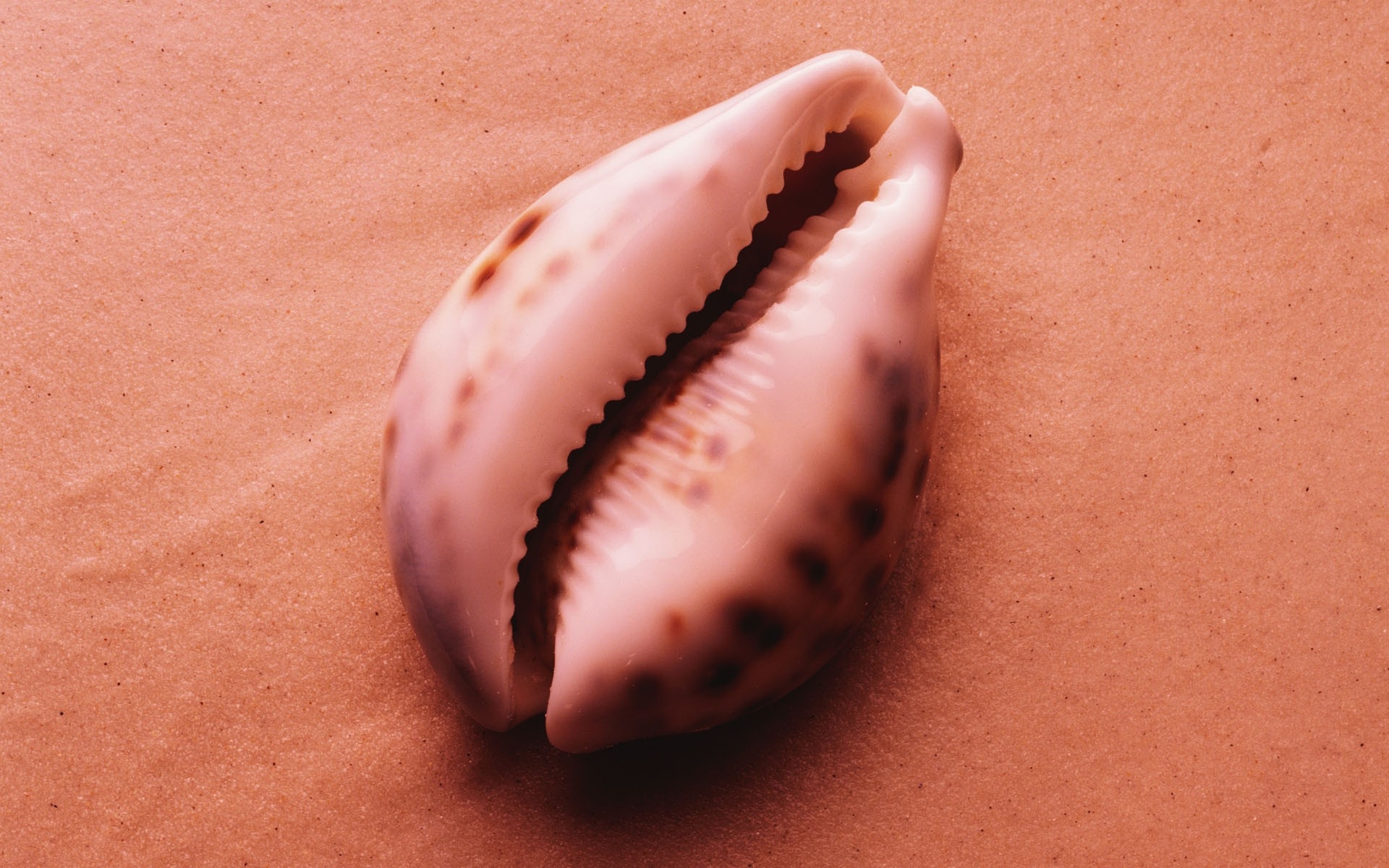 Ракушка форма женского органа. Раковины моллюсков. Моллюск похожий на женский. Ракушки похожие на губы. Ракушка похожая на женские.