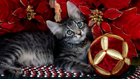Котенок, узоры, лежа, цветы, полосатый
