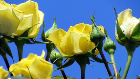 Розы, цветы, желтый, бутон, небо, синий