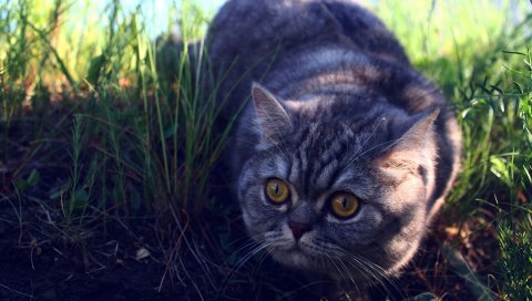 Кошка, трава, страх, ожидание, тень
