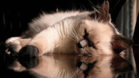 Кошка, пушистая, спящая, лежа, стакан