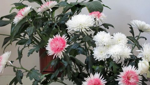 Хризантемы, цветы, букет, стебли, листья