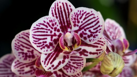 Орхидеи, цветы, пятнистые, крупный план