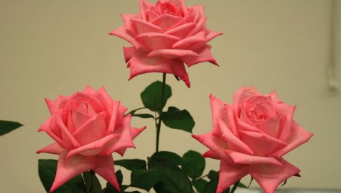 Розы, цветы, три, бутоны, листья
